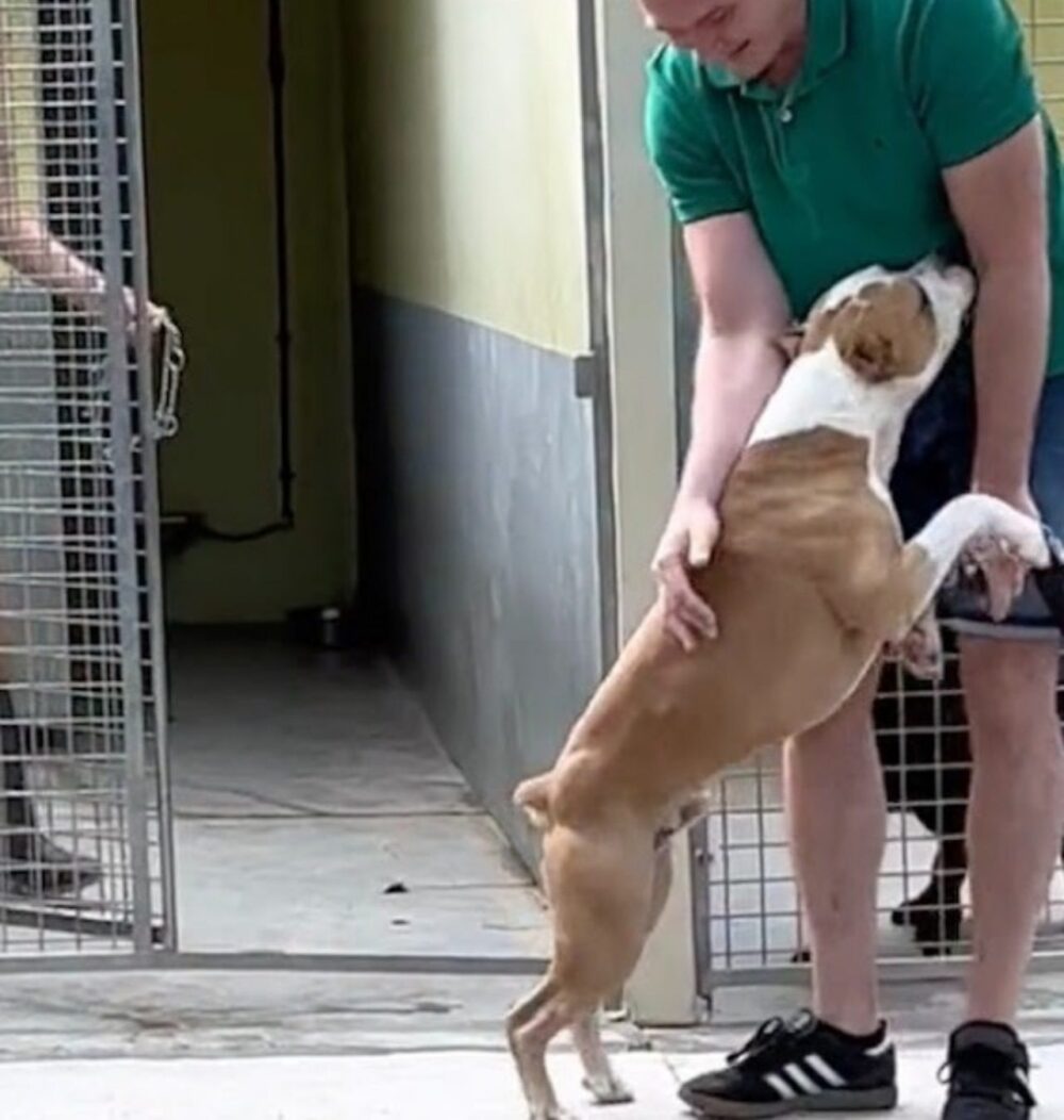 a-pitbull-boldog-pillanatai-egy-menhelyi-kutya-tortenete-a-csaladrol-7241f45c