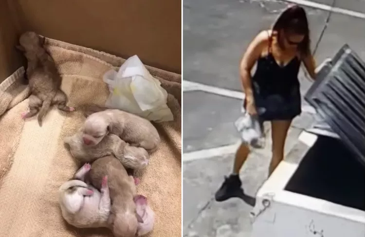 abandoned-puppies-d342e9bcfd6d4d4092d68bbf6373185b