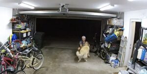 egy-baratsagos-golden-retriever-furcsa-talalkozasa-betorovel-58e6d1f3