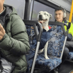 Békés utazó: kutya foglalt helyet egy ausztrál buszon, mintha ez lenne a világ legtermészetesebb dolga
