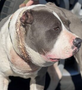 megszabadult-a-lanctol-a-pitbull-hihetetlen-atalakulasa-8a56d3cc