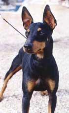 temp_dog-10