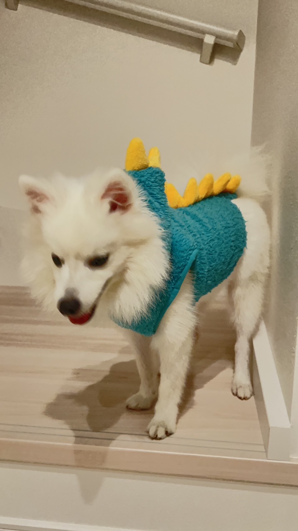 temp_dog-11