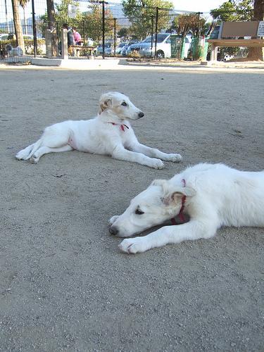 temp_dog-12