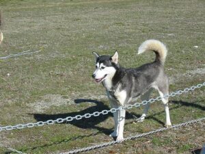 temp_dog-7