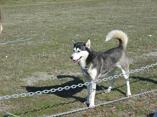 temp_dog-7