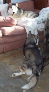 temp_dog-8