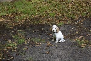 temp_dog-1