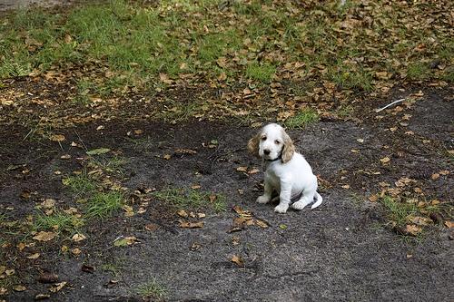 temp_dog-1