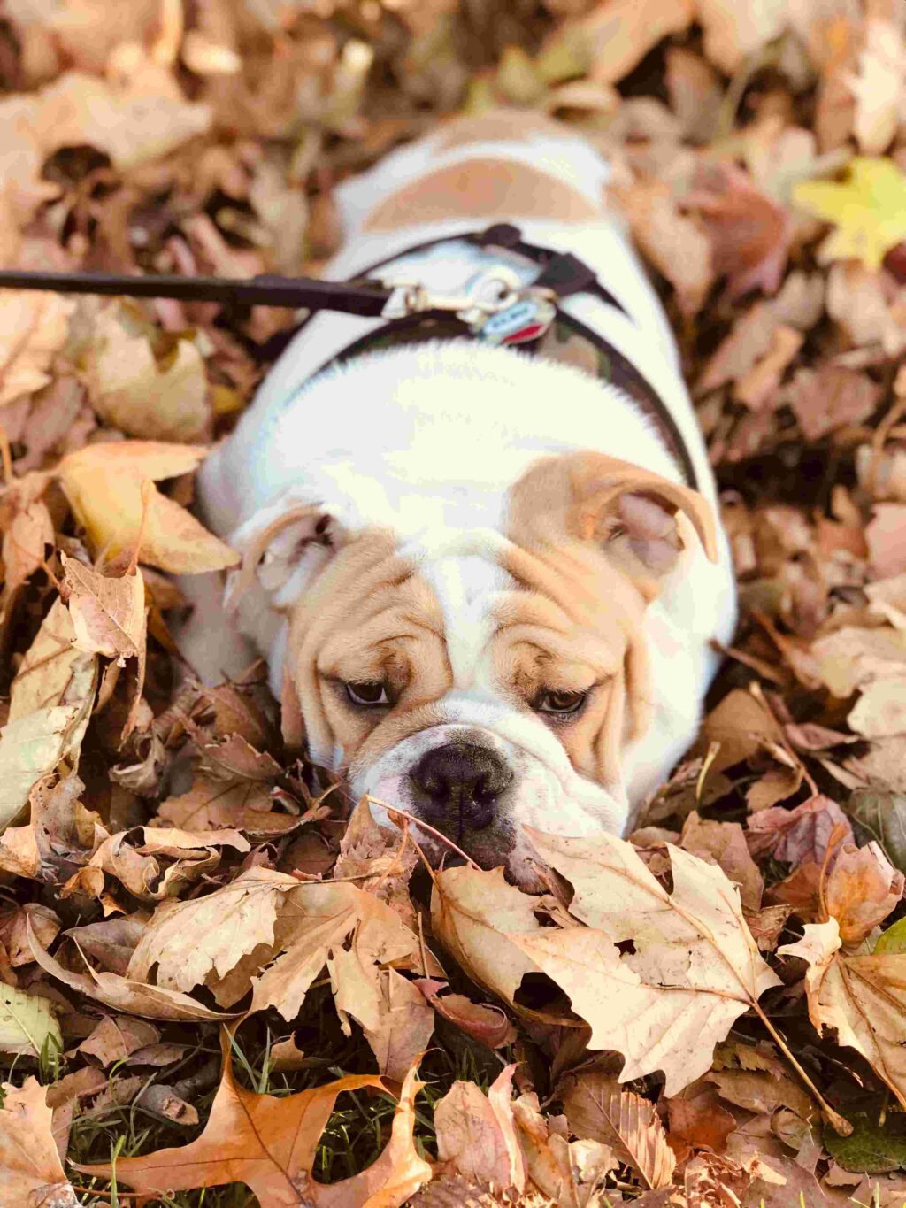 temp_dog-10