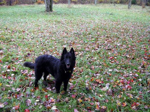 temp_dog-13