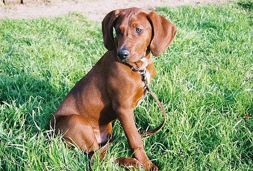 temp_dog-14