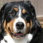 Hogyan kezeld: kennel tréning kánikulában (kezdőknek): kezdőknek és haladóknak