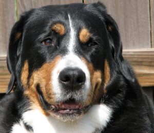 temp_dog-16