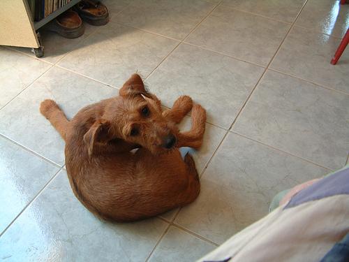 temp_dog-17