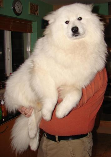 temp_dog-21