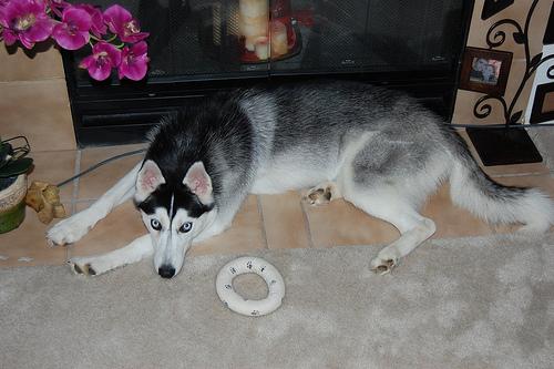 temp_dog-26