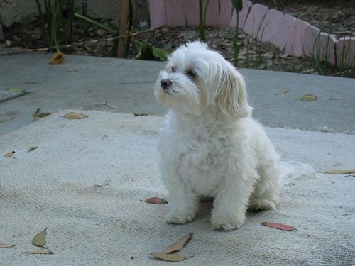 temp_dog-27