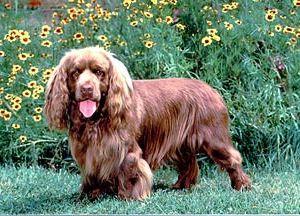 temp_dog-30