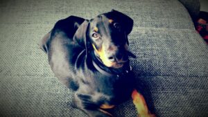 temp_dog