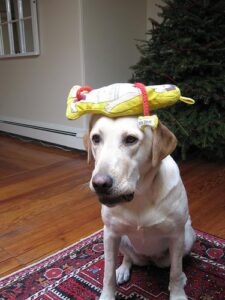 temp_dog-31