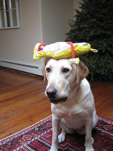 temp_dog-31