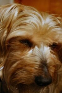 temp_dog-33