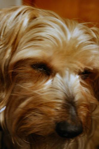 temp_dog-33