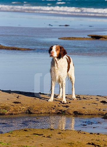 temp_dog-4