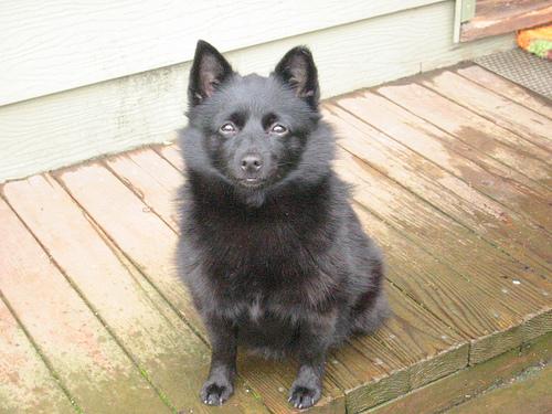 temp_dog-5