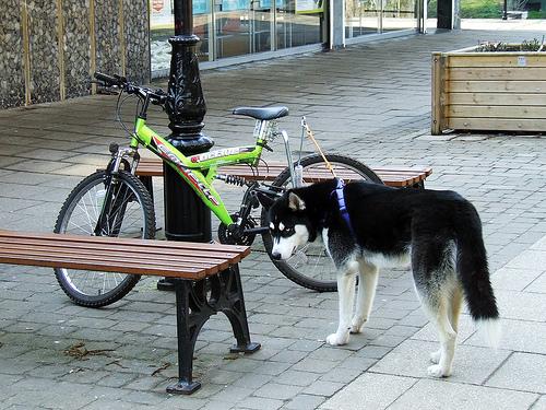temp_dog-7