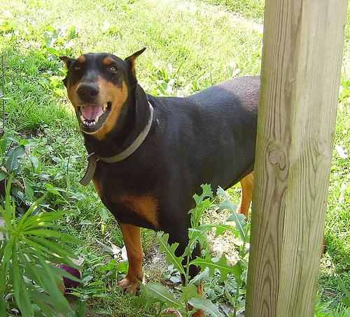 temp_dog-9