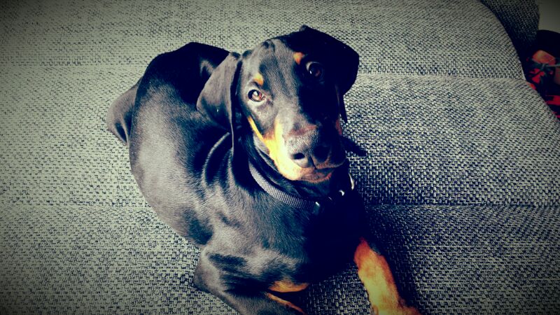 temp_dog